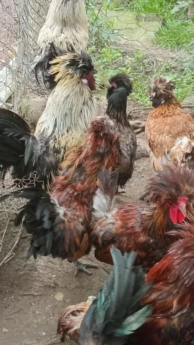 Galinhas e galos raça paduana