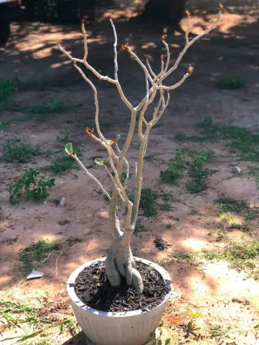 Rosa do deserto L14 (flor preta )