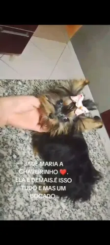 Yorkshihe baby face micrissima