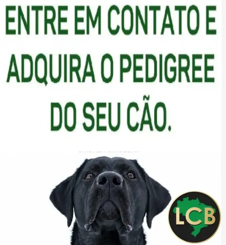 Solicite já o Pedigree do seu cão de Raça