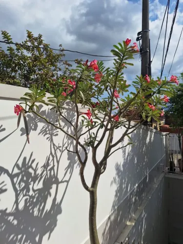 Rosa do deserto 