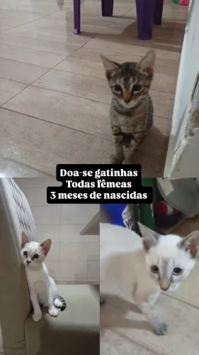 GATOS