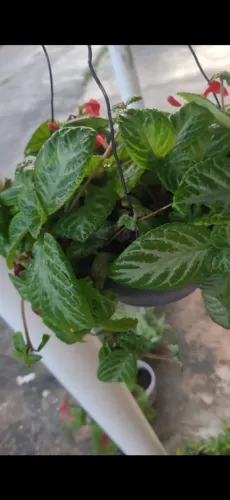 Planta tapetinho vermelho