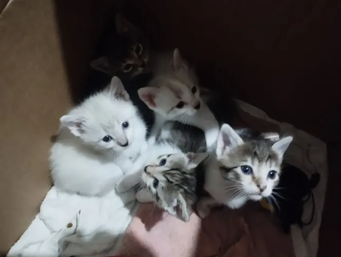 Gatinhos Brancos Disponíveis