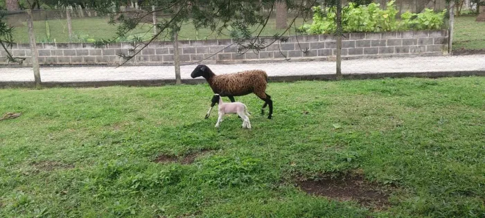 Vende se ovelha com filhote