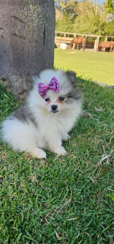 Spitz alemão fêmea anã