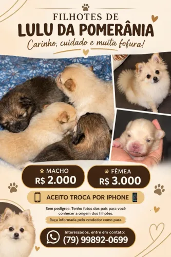 Spitz alemão