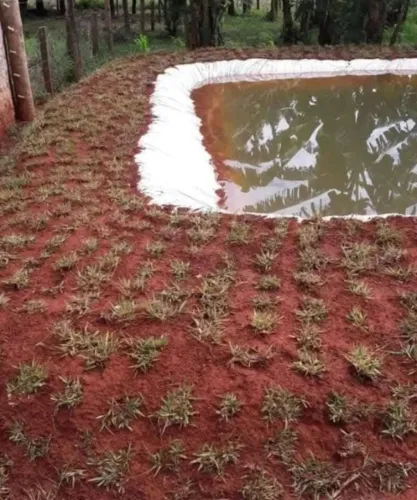 Grama Batatais Jardim Verde o Ano Inteiro Aproveite 