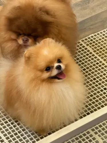 lulu da pomerania castrado para doação