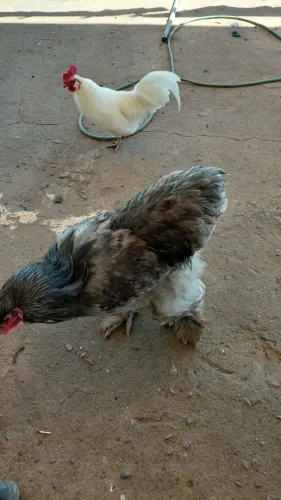 Galinha Brahma