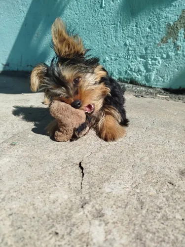 YORKSHIRE TERRIER PURO MACHO - 5 MESES