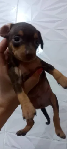 Pinscher 