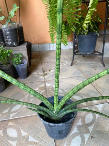 Planta ornamental lança de São Jorge 