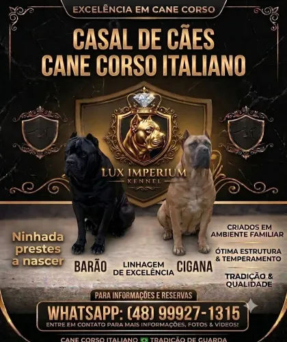 Cane corso
