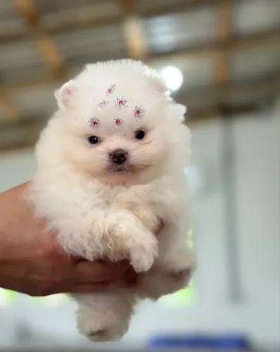 Vendo linda filhote fêmea de spitz slemão anã