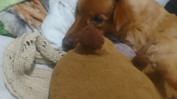 Estou doando minha, cachorra filhote grande.  