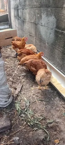 Galinha caipira