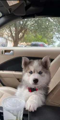 Husky siberiano Uma fofura pronta para conquistar um novo lar