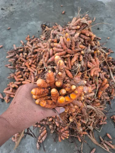 Açafrão da terra colhido na hora 