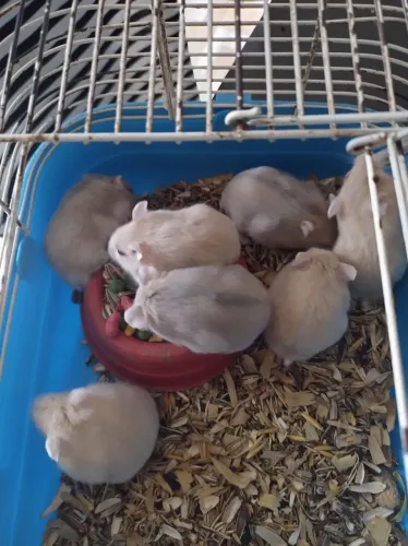 Animais domésticos