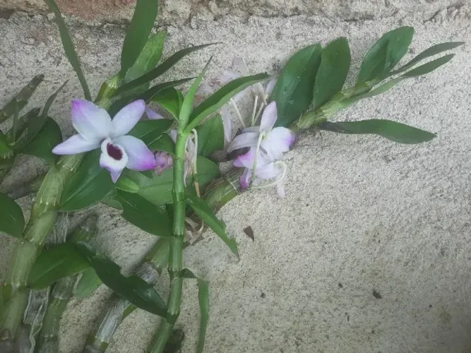 Orquídea olho de boneca