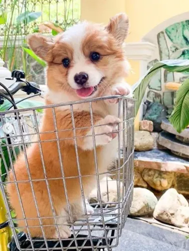 Corgi Pembroke
