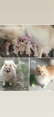 Filhote de Spitz alemão