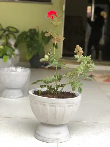 Vaso de Cimento Decorativo - R$30 com Entrega