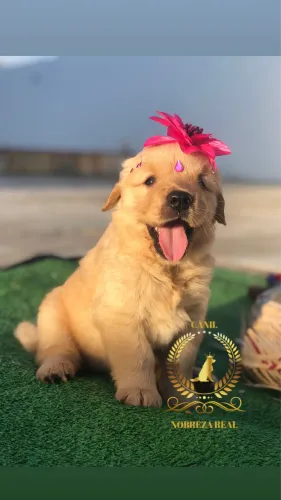 Golden Retriever de Alta Genetica Só no @CanilNobrezaReal