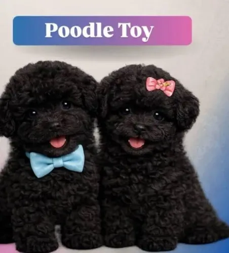 Poodle Toy preta