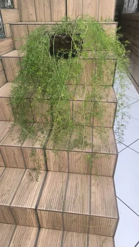 Planta alfinete de metro