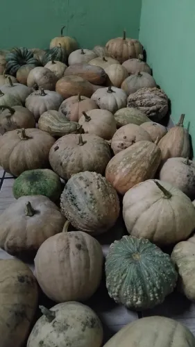 Jerimun Orgânico - apenas 3 reais o kg