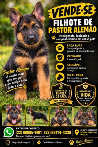 Filhote de pastor alemão 