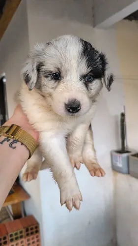 Filhotes de Border Collie disponíveis