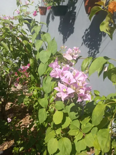 Plantas