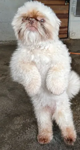 Shih tzu adulto