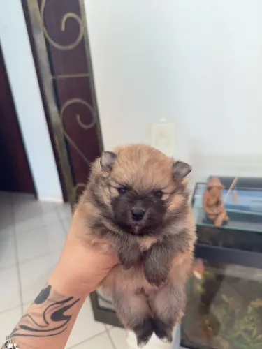 Spitz alemão macho