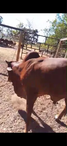 Animais