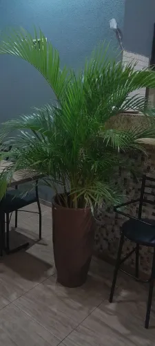 ARENCA BAMBU