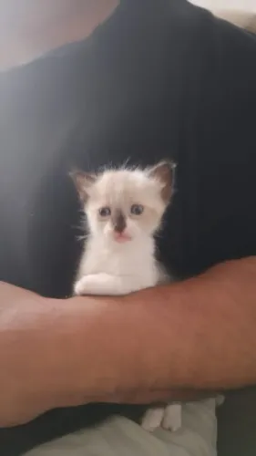 Doação pet
