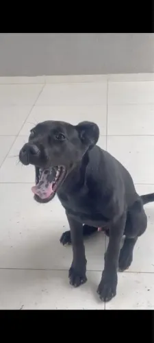 Doação cão