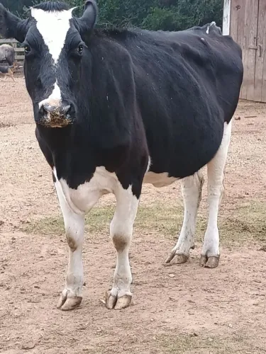Vaca holandesa pra leite prenha de 7 meses 