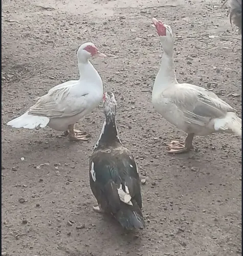 Patos na promoção do cirio