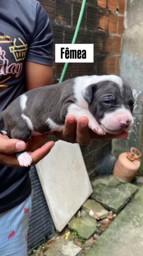 Filhote de pitbull 