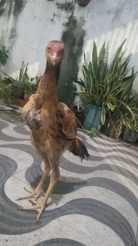 Frango carioca 