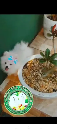 Valor que Cabe no seu Bolso Última Fêmea Lulu da Pomerânia anã com 5 doses da vacina impor