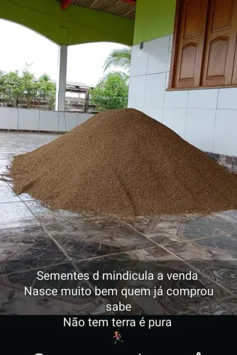 Semente de mendicula