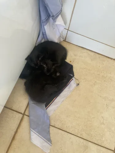 Gatinhos para doação 