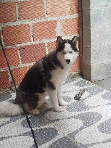 Husky siberiano fêmea com 6 meses