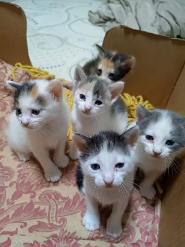 Doa-se gatinhos